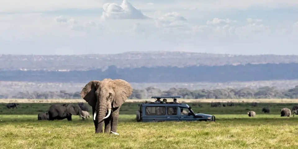 Elephant standing on open grass with a safari vehicle behind it