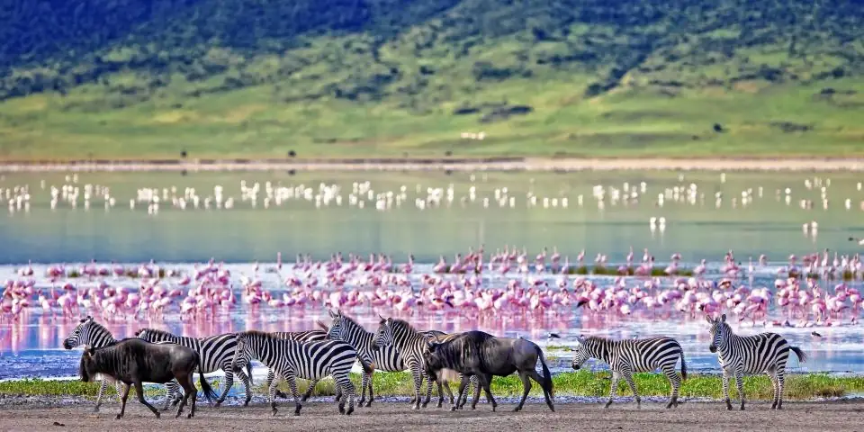 Zebras and flamingos at the edge of a lake below green hills