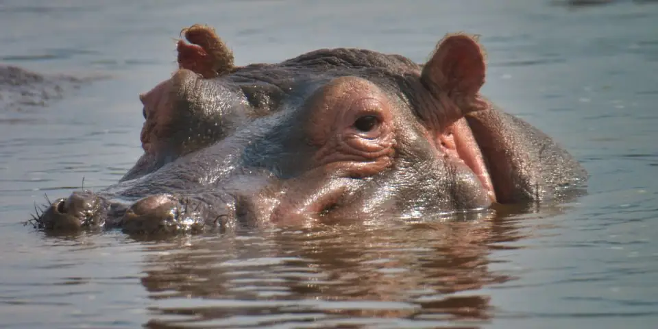 Hippo with its head above the water