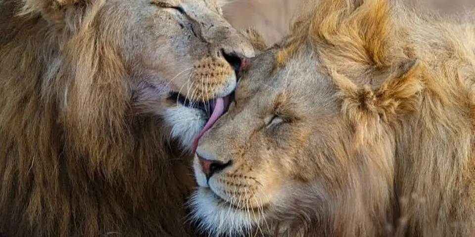 Two male lions pressing their faces together