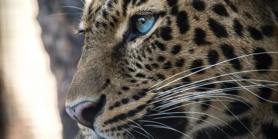 Close-up of a leopard face with pale blue eyes