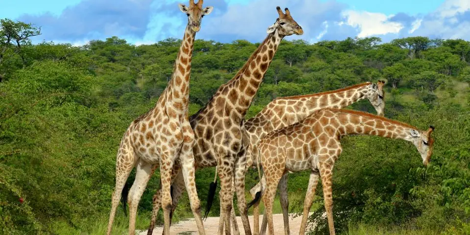 Three giraffes standing together in green bush
