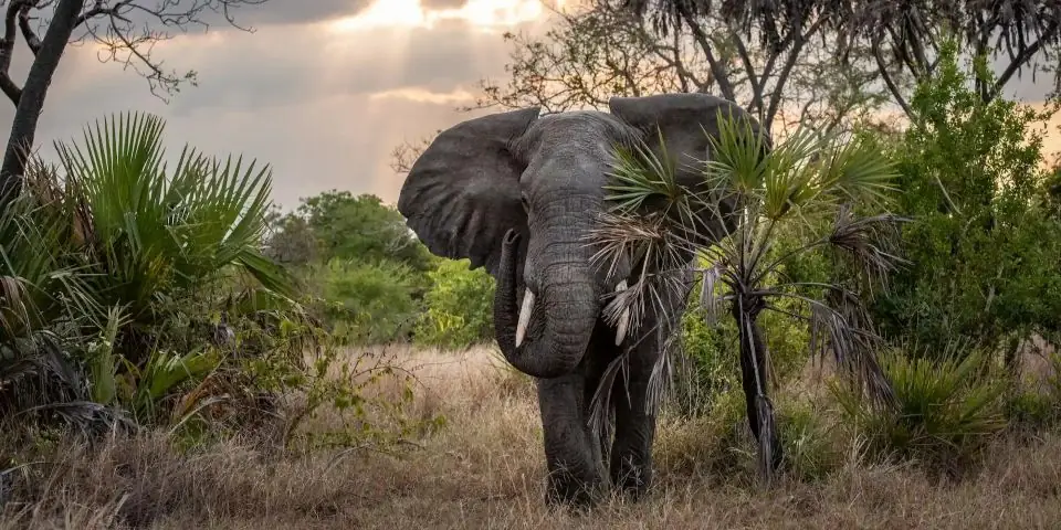 African elephant standing among palms and bush