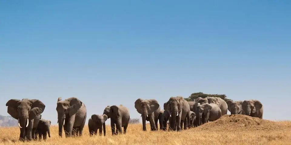 Elephant herd walking across dry grassland