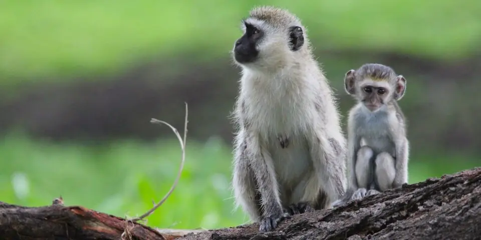 Two vervet monkeys sitting on a log