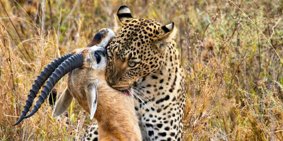 Leopard holding an antelope it has caught in dry grass