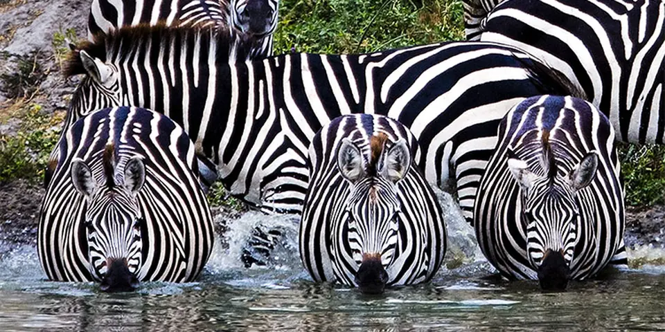 Zebras drinking side by side at a waterhole