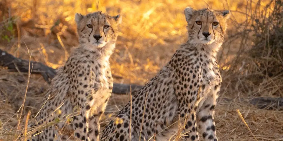 Two cheetahs sitting side by side in warm evening light