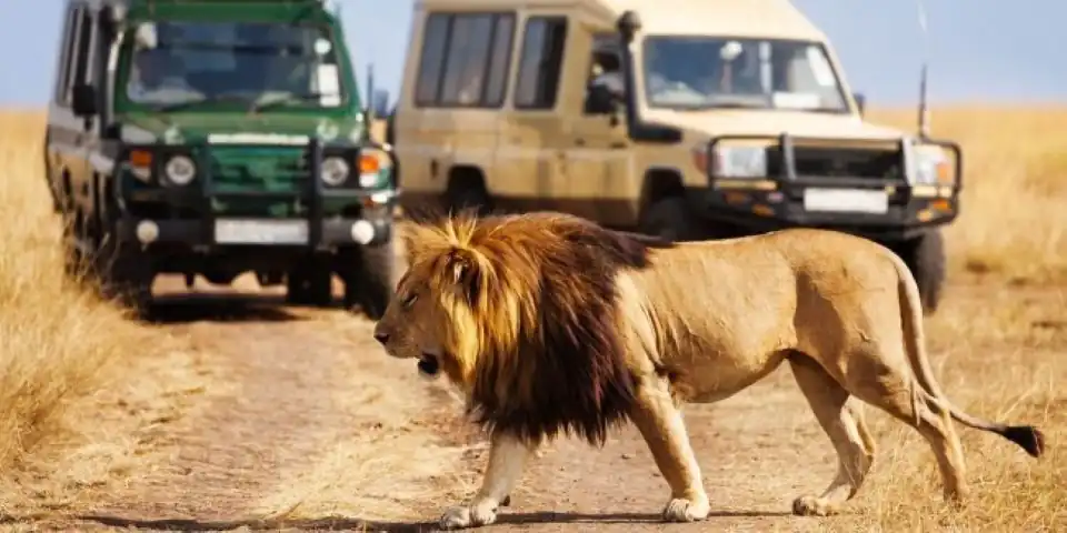 Lion traversant une piste devant des véhicules de safari