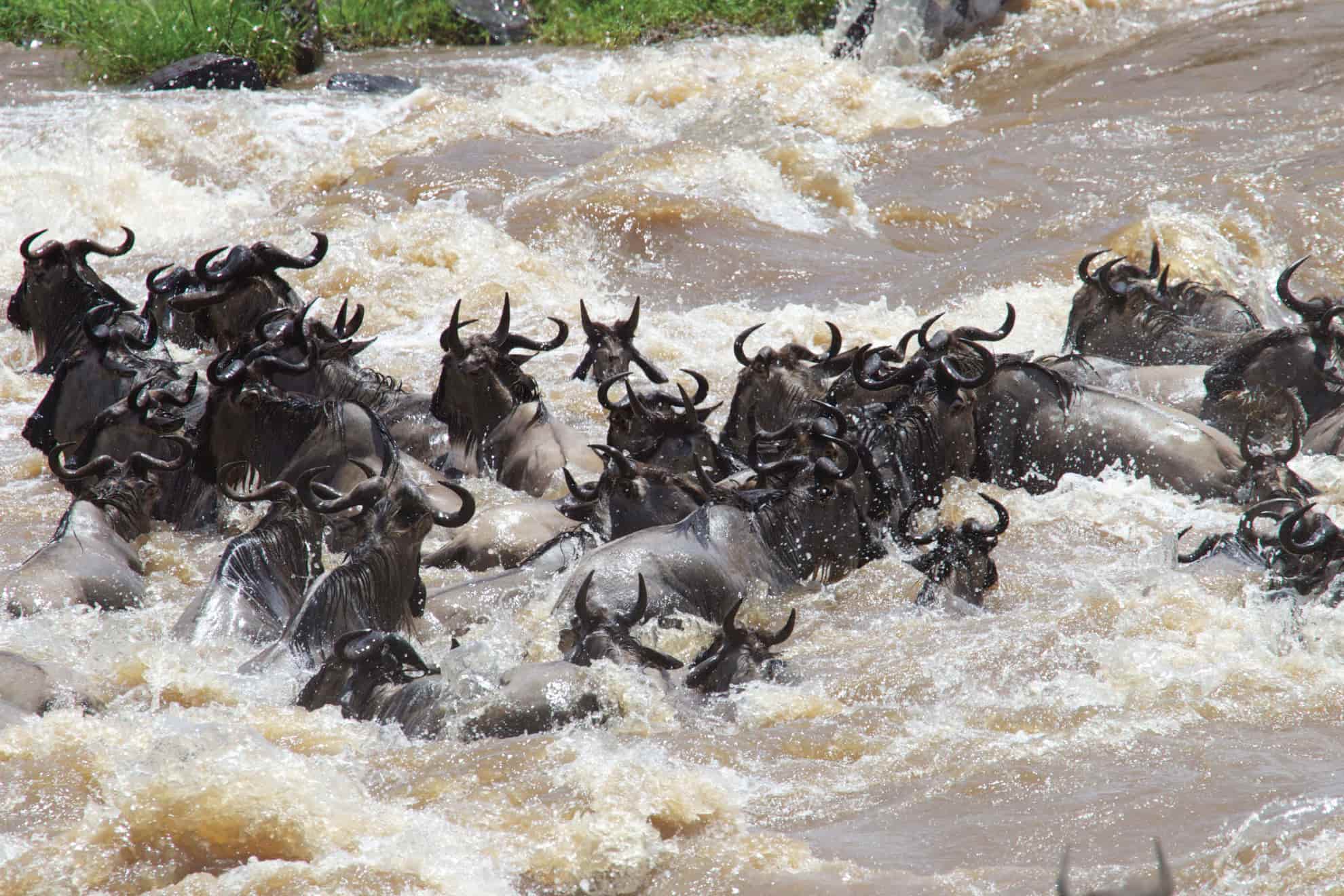 Tanzania Safari Cost Per Night (2026 Real Rates)