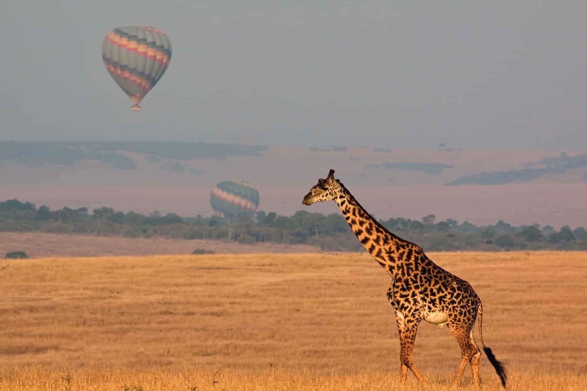 What's Included in an All-Inclusive Safari?