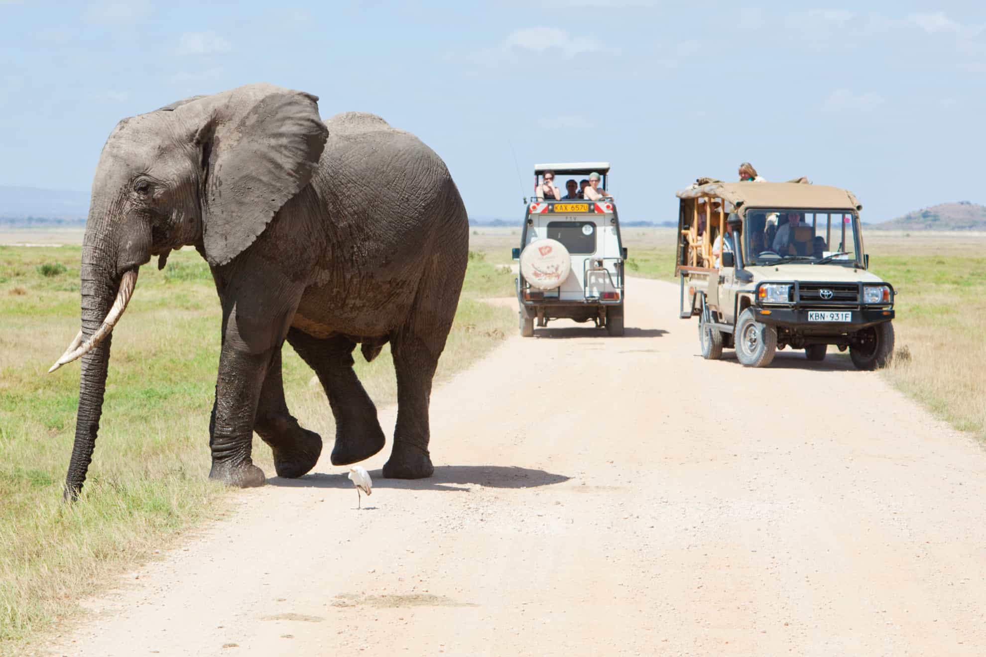 Do You Need a Travel Agent for a Tanzania Safari?