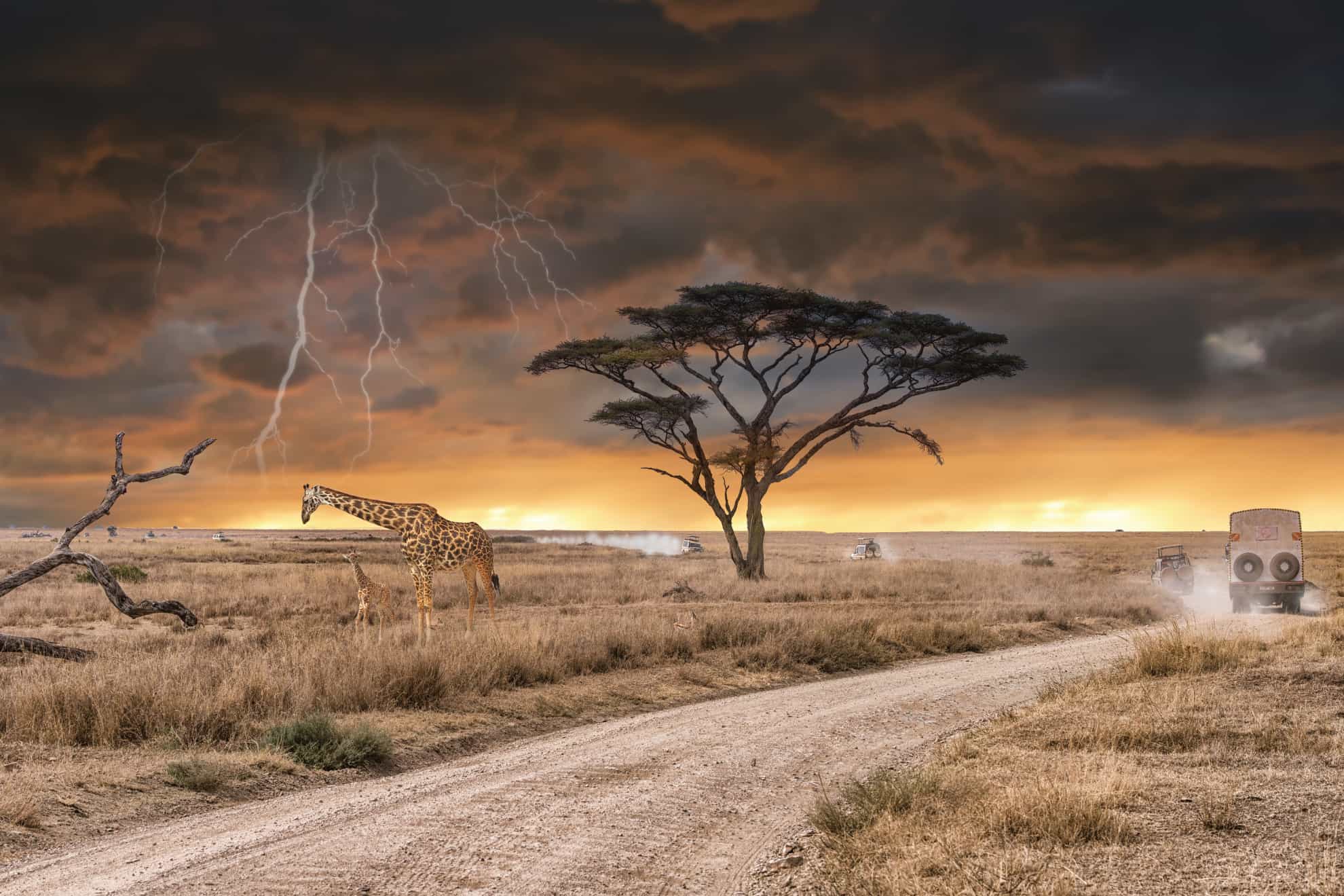 Safari Lodge Amenities: What to Expect