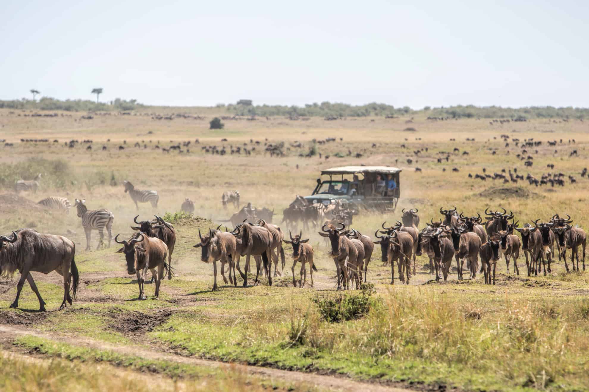 Budget vs Luxury Tanzania Safari: What Changes?