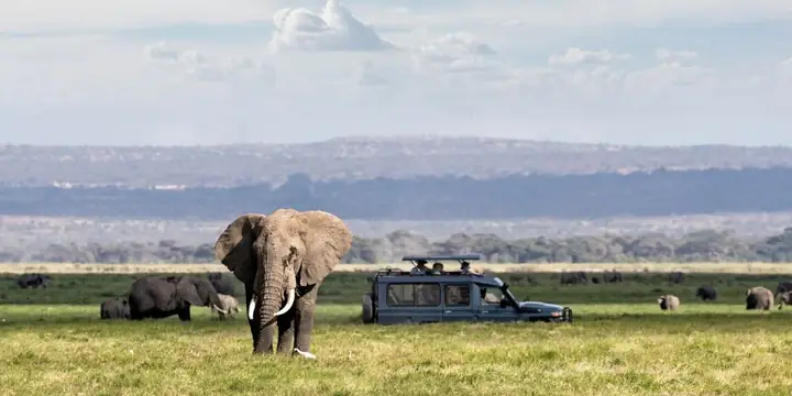 Elephant standing on open grass with a safari vehicle behind it