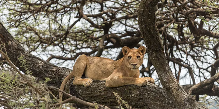 Lioness resting in the branches of a tree