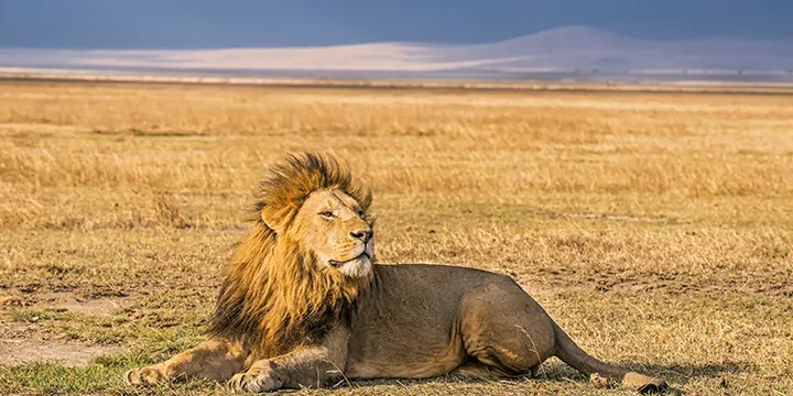 Male lion resting in short golden grass