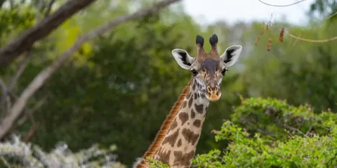 Giraffe looking out from green bushes