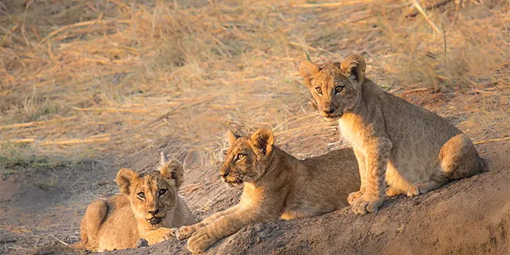 Three young lions resting on a mound in warm light