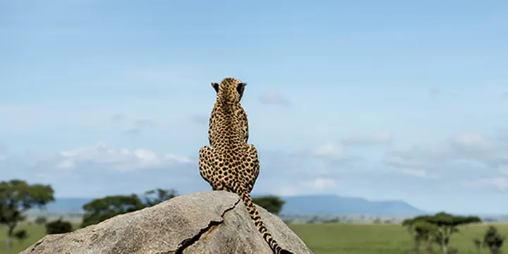 Cheetah sitting on a rock and looking over open plains