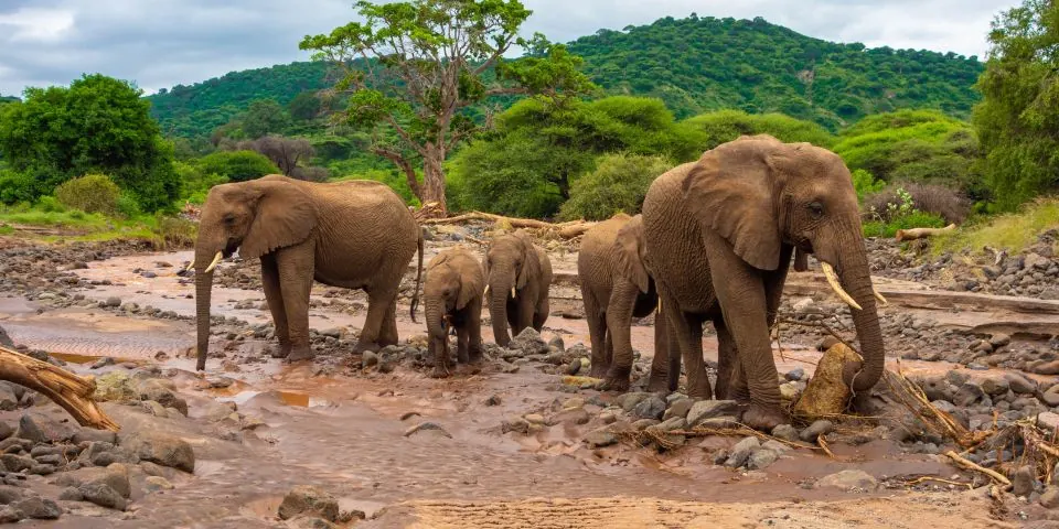 Elephant family walking along a river bed