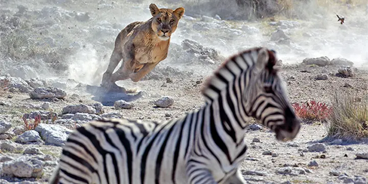 A lioness running towards a zebra