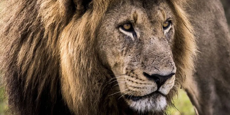 Close-up of a male lion with a dark mane