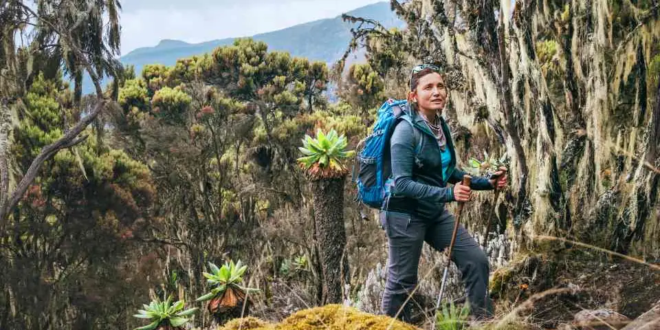 Trekker in a rain jacket among moss-covered heath trees