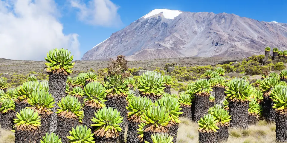 Giant groundsels in the foreground with Kibo behind