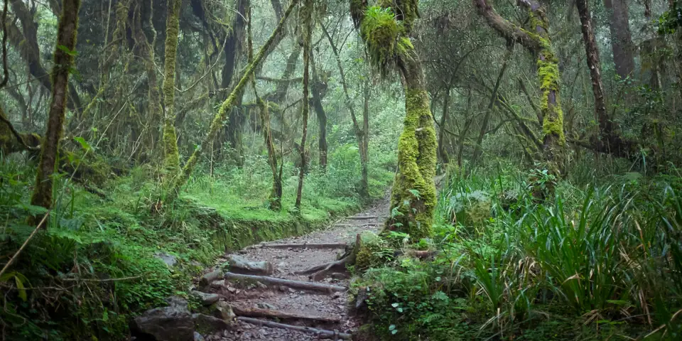 Muddy trail through the montane rainforest