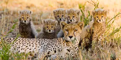 A cheetah lying in golden grass with her cubs around her