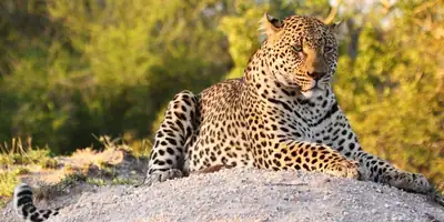 A leopard resting on a rock in the evening sun