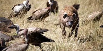 A spotted hyena walking among vultures in dry grass