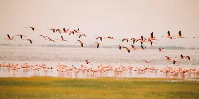 Flamingos flying low over a shallow lake