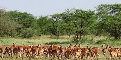 A herd of impala grazing in front of acacia woodland