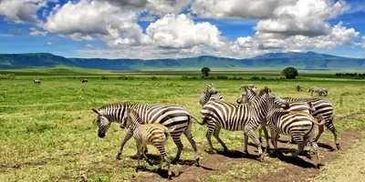 Zebras and a foal on the green floor of a crater under a blue sky