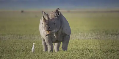 A rhino standing in short green grass with an egret at its feet