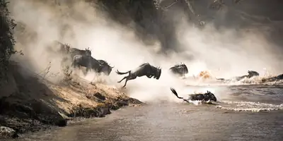Wildebeest leaping down a dusty bank into a river