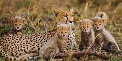 A cheetah lying in long grass with her cubs