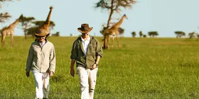 Two people in safari hats walking across grassland with giraffes behind them