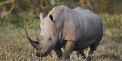 A rhino grazing in dry grass