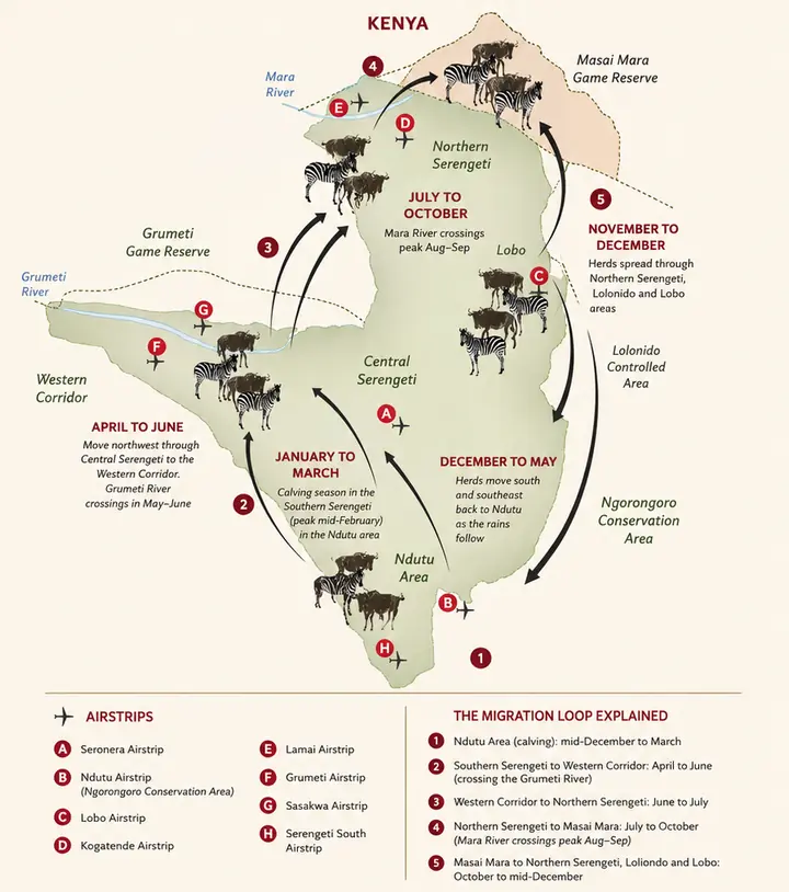 Map of the Serengeti showing the migration loop: calving around Ndutu from mid-December to March, west to the western corridor and the Grumeti River from April to June, north to the Mara River from July to October, and back south through Lobo from October to December, with the Seronera, Ndutu, Lobo, Kogatende, Lamai, Grumeti, Sasakwa and Serengeti South airstrips