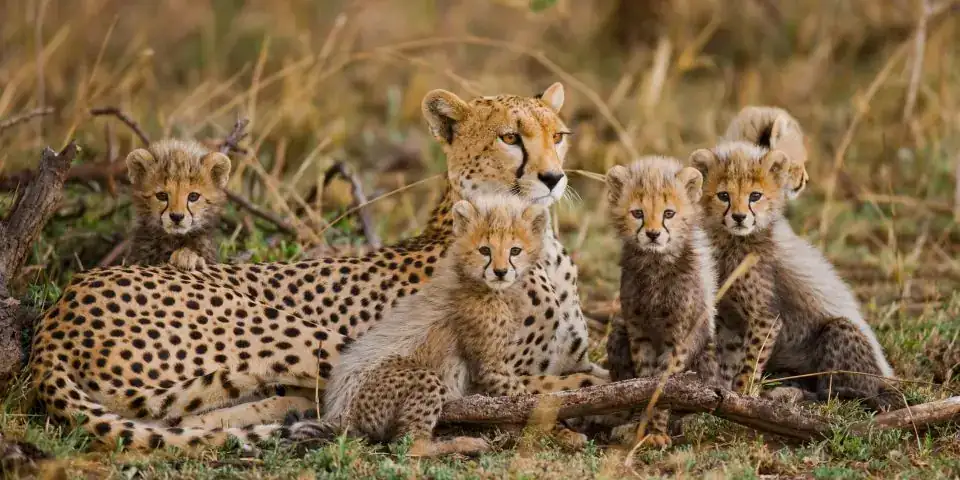 Cheetah mother lying in dry grass with four cubs
