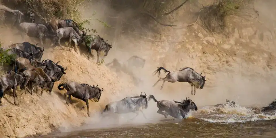 Wildebeest leaping down a dusty riverbank into the water
