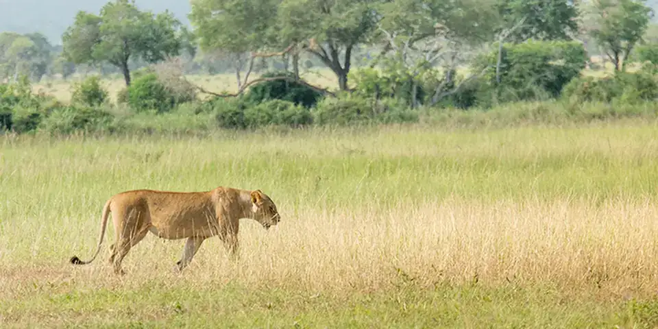 Lioness walking through long dry grass