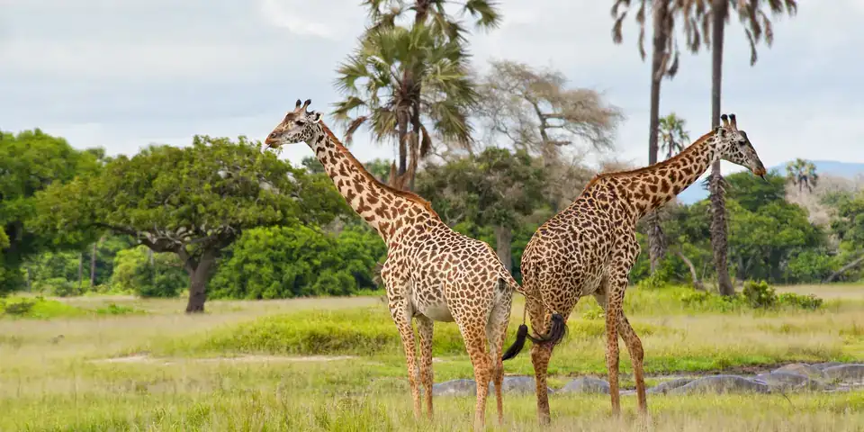 Two giraffes standing under palm trees