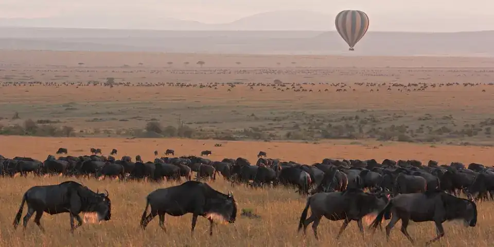 Wildebeest herd walking across the plain with a hot-air balloon in the distance