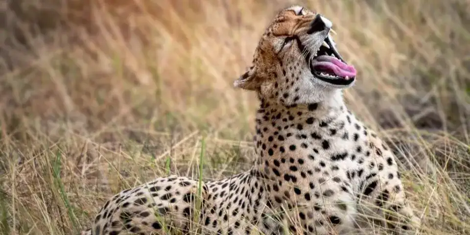 Cheetah lying in long golden grass