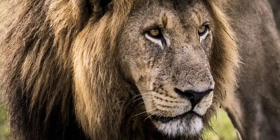 Close-up of a male lion with a dark mane