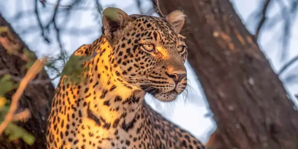 Leopard resting in the fork of a tree
